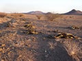 Welwitschia mirabilis in the desert of central Namibia Royalty Free Stock Photo