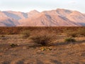 Welwitschia mirabilis in the desert of central Namibia Royalty Free Stock Photo