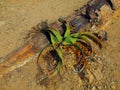 Welwitschia mirabilis