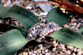 Welwitschia mirabilis, a Gymnosperm endemic to the Namib desert Royalty Free Stock Photo