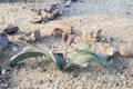 Welwitschia Royalty Free Stock Photo