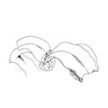 Welwitschia mirabilis, liner vector illustration on white