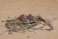 Welwitschia, welwitschia mirabilis, Living Fossil Plant, Namib Desert in Namibia Royalty Free Stock Photo