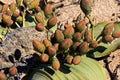 Welwitschia, welwitschia mirabilis, Living Fossil Plant, Namib Desert in Namibia