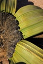 Welwitschia, welwitschia mirabilis, Living Fossil Plant, Namib Desert in Namibia Royalty Free Stock Photo