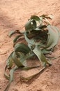 Welwitschia Mirabilis in Namib Desert
