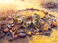 Welwitschia Mirabilis - Namib Desert Royalty Free Stock Photo