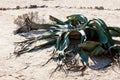 Welwitschia mirabilis in namibian dessert Royalty Free Stock Photo