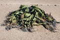 Welwitschia mirabilis in namibian dessert Royalty Free Stock Photo