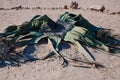 Welwitschia mirabilis in namibian dessert Royalty Free Stock Photo