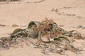 Welwitschia mirabilis plant living fossile namibian dessert Royalty Free Stock Photo