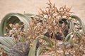 Welwitschia mirabilis plant living fossile namibian dessert