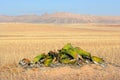 Welwitschia, Namib desert Royalty Free Stock Photo