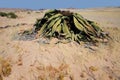 Welwitschia, Namib desert, Namibia Royalty Free Stock Photo