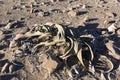 Welwitschia plant in the desert