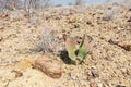 Welwitschia plant in desert Royalty Free Stock Photo