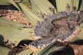 Welwitschia Plant