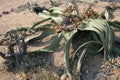 Welwitschia Plant