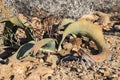 Welwitschia plant from Namibia