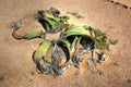 Welwitschia plant in Namibian desert Royalty Free Stock Photo