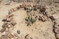 Welwitschia plant and petrified wood