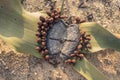 Welwitschia plant seen from above with natural light. Namibe. An