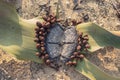 Welwitschia plant seen from above with natural light. Namibe. An