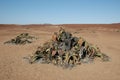 Welwitschia Plants, Namibia