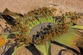 WELWITSCHIA welwitschia mirabilis