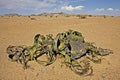 WELWITSCHIA welwitschia mirabilis, NAMIB DESERT IN NAMIBIA Royalty Free Stock Photo