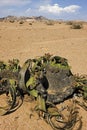 WELWITSCHIA welwitschia mirabilis, NAMIB DESERT IN NAMIBIA Royalty Free Stock Photo