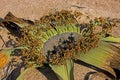WELWITSCHIA welwitschia mirabilis, NAMIB DESERT IN NAMIBIA Royalty Free Stock Photo