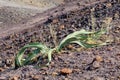 Welwitschia Welwitschia mirabilis plant growing in the hot arid Namib Desert of Angola and Namibia