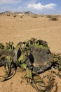 WELWITSCHIA  welwitschia mirabilis Royalty Free Stock Photo