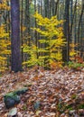 late autumn in wendell state forest in massachusetts