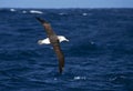 Wenkbrauwalbatros, Black-browed Albatross, Thalassarche melanophrys