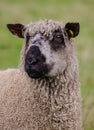 Wensleydale sheep Royalty Free Stock Photo