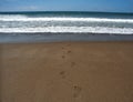 Went for a swim to the ocean Royalty Free Stock Photo