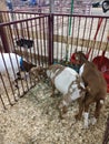 Animals at the WV State Fair
