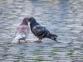 Kissing pigeons in Vatican City, Italy Royalty Free Stock Photo