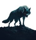 werewolf transparent background. lycanthrope on a cliff. wolf howling at the moon. Black evil looking werewolf. dark fur. Royalty Free Stock Photo