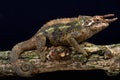 Werner's three horned chameleon (Trioceros werneri)