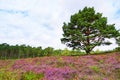 Weseler Heide nature reserve. Landscape with blooming heather plants Royalty Free Stock Photo