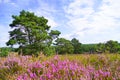 Weseler Heide nature reserve. Royalty Free Stock Photo