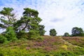 Weseler Heide nature reserve. Landscape with blooming heather plants Royalty Free Stock Photo