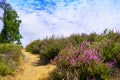 Weseler Heide nature reserve. Landscape with blooming heather plants Royalty Free Stock Photo