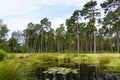 Weseler Heide nature reserve Royalty Free Stock Photo