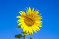 Wesp in bloomin sun flower Royalty Free Stock Photo