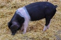 The Wessex Saddleback Pig Royalty Free Stock Photo