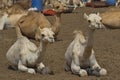 West Africa. Mauritania. Camels for any choice Royalty Free Stock Photo